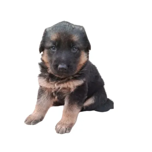 A litter of Black and Tan German Shepherd puppies, illustrating early development