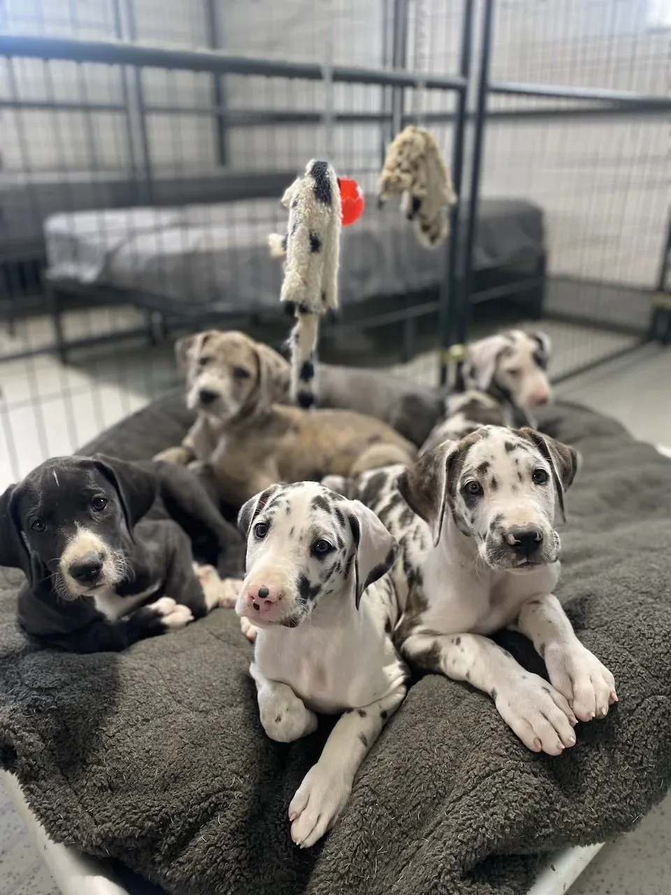A litter of Great Dane puppies learning crate training basics in a clean environment.