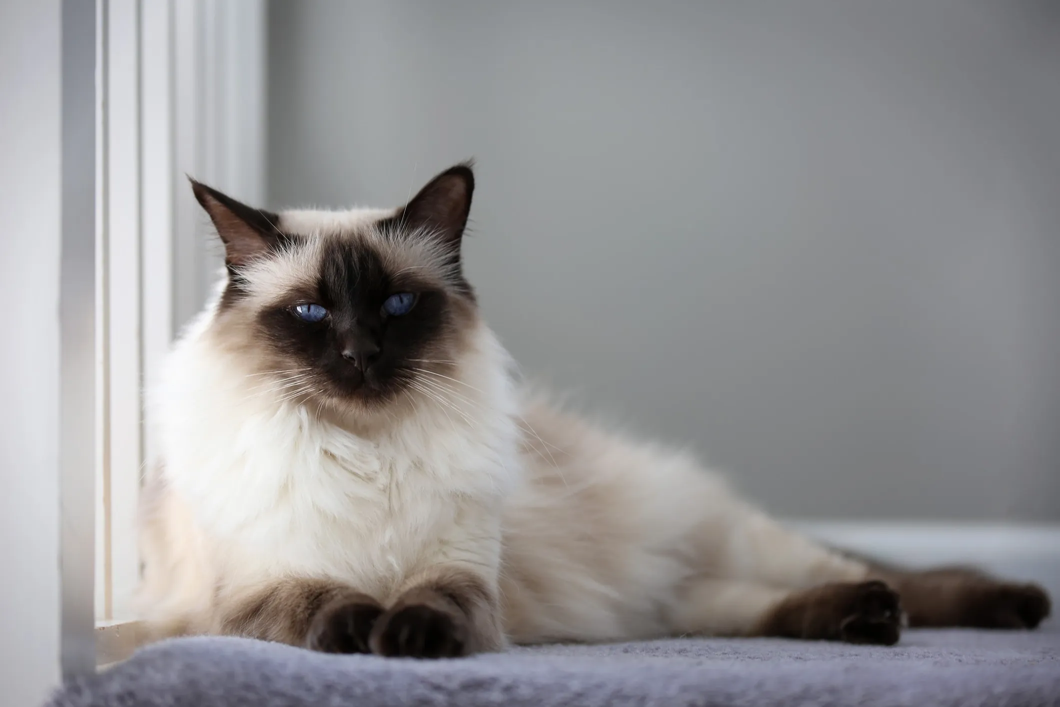 A longhaired Balinese cat resting by a window.