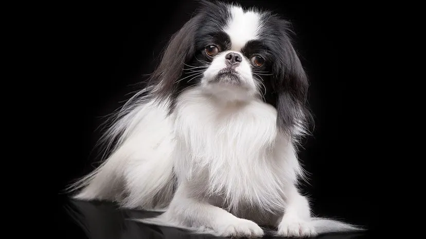 A loyal and affectionate Japanese Chin, known for its cat-like qualities and distinctive face