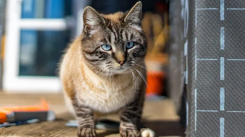 A lynx point cat with distinctive tabby markings on its legs and face, sitting alertly.