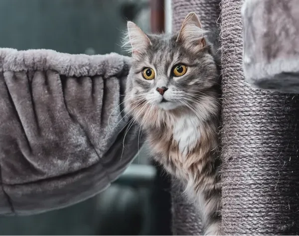 A Maine Coon cat enjoying a grooming session with relaxed eyes