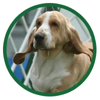 A majestic adult Basset Hound sitting calmly, showcasing its distinctive long ears and gentle expression