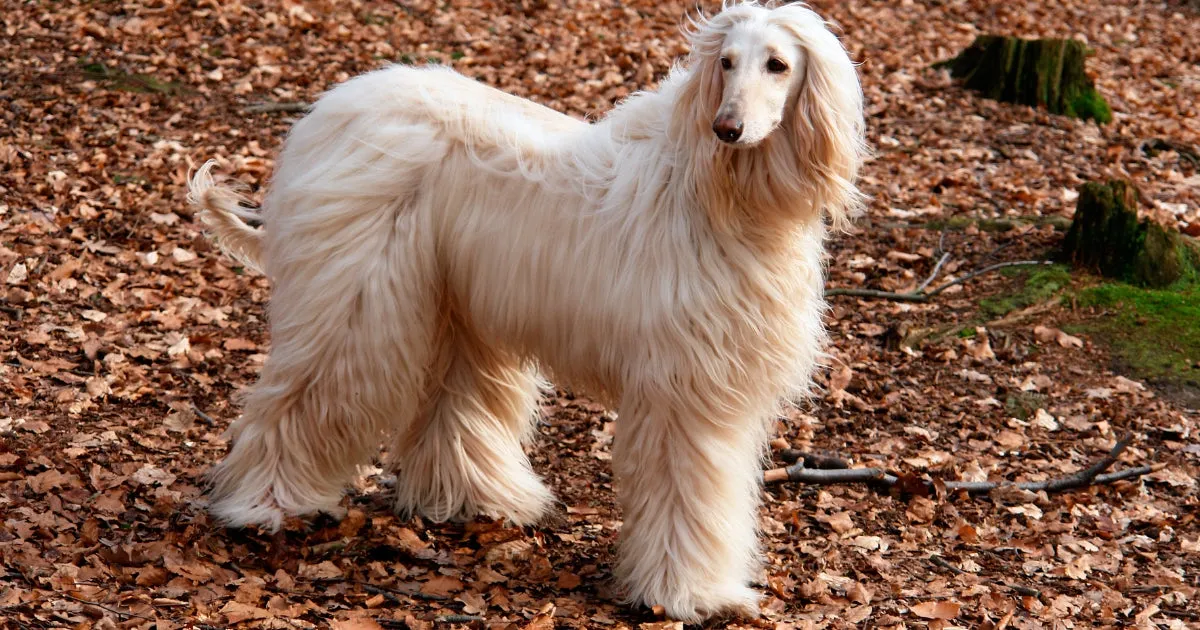 A majestic beige Afghan Hound with its characteristic long, flowing coat