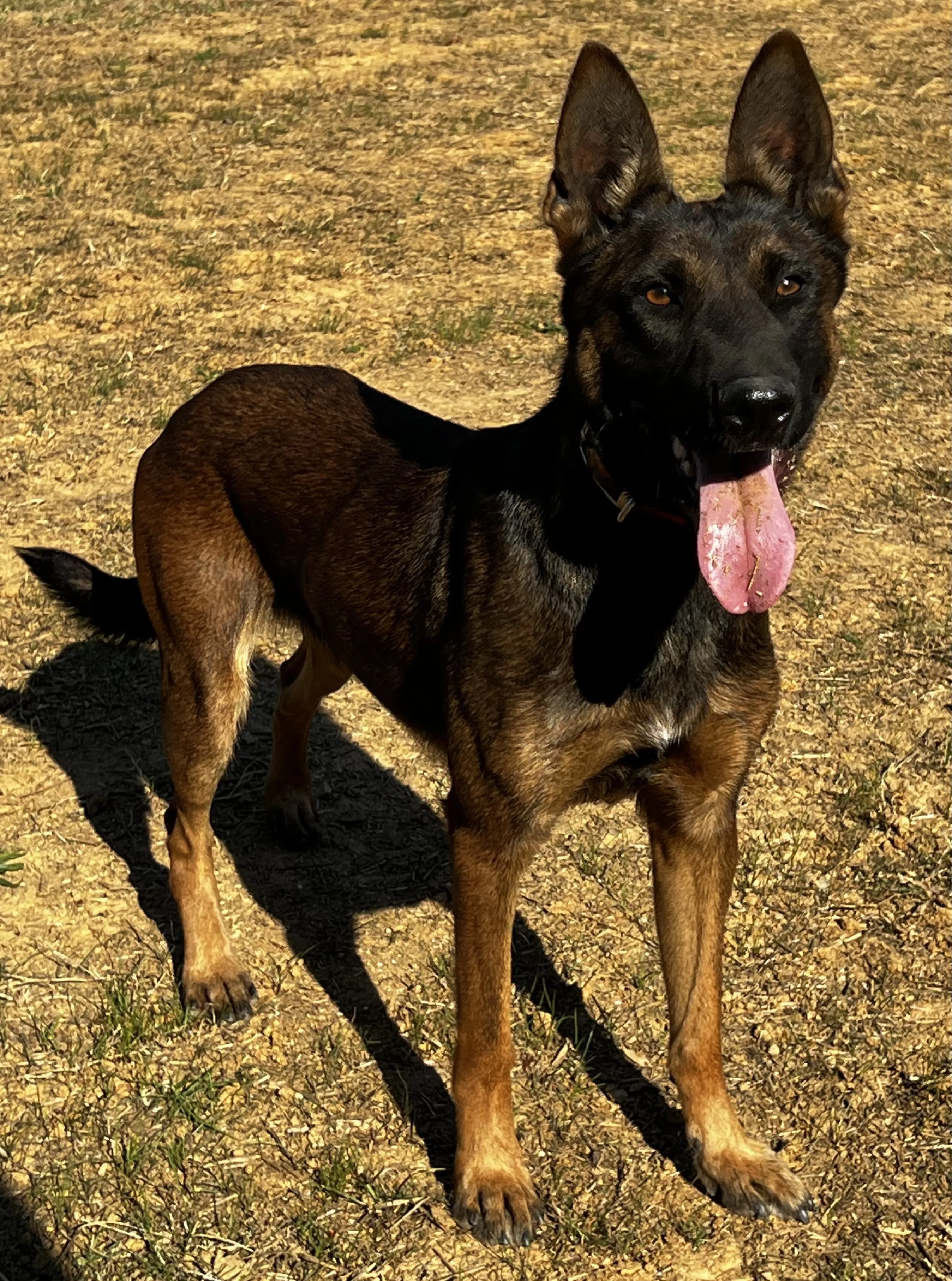 A majestic Belgian Malinois dog with a keen expression