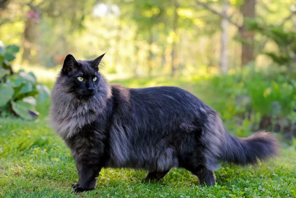 A majestic black and white Norwegian Forest Cat with a thick, double semi-long coat