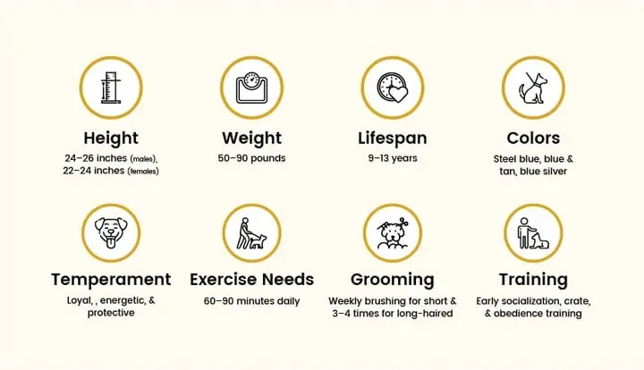 A majestic Blue German Shepherd with a striking steel-blue coat, attentive and poised.