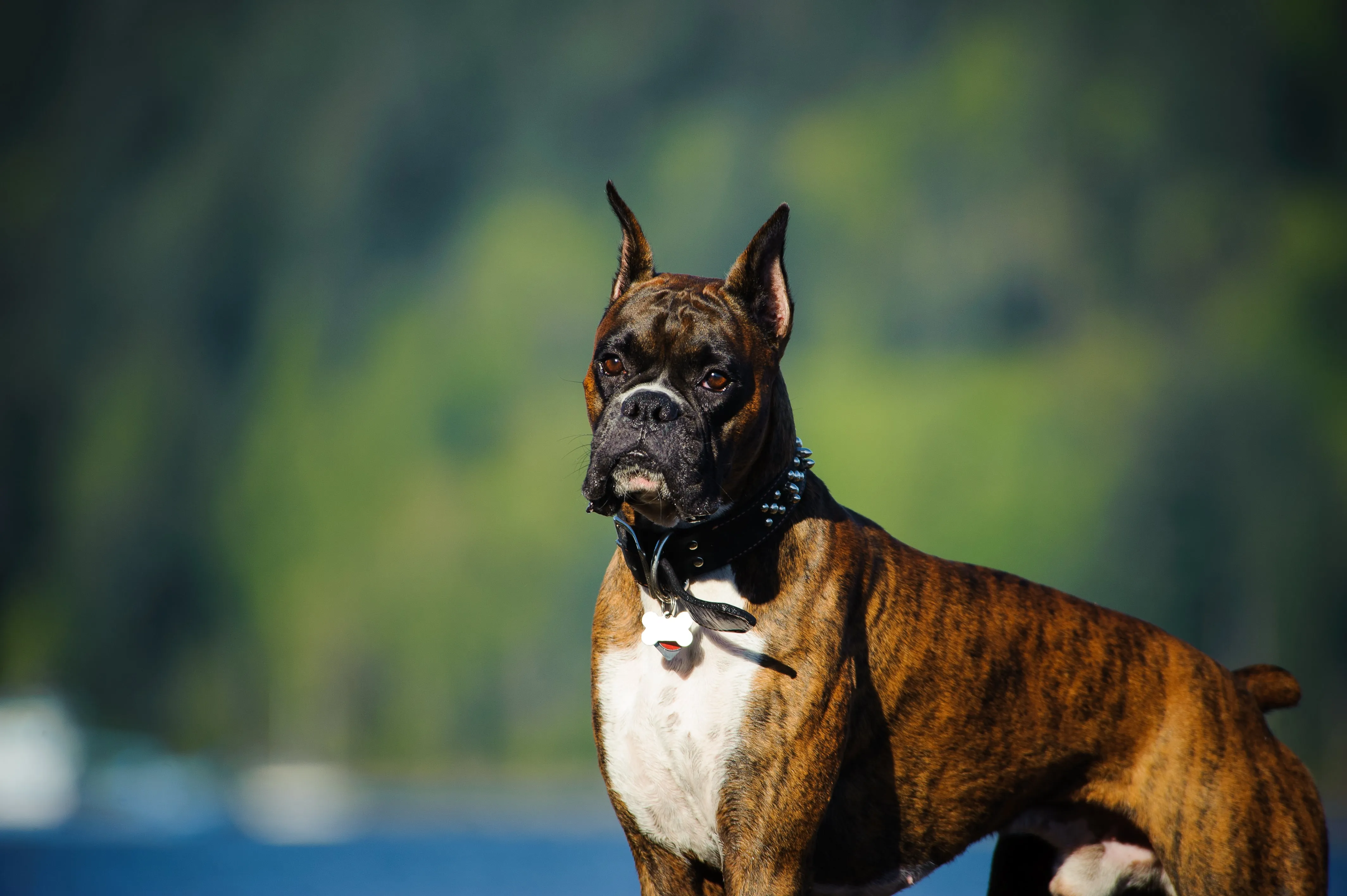 A majestic Boxer dog stands confidently against a backdrop of green trees in a natural setting