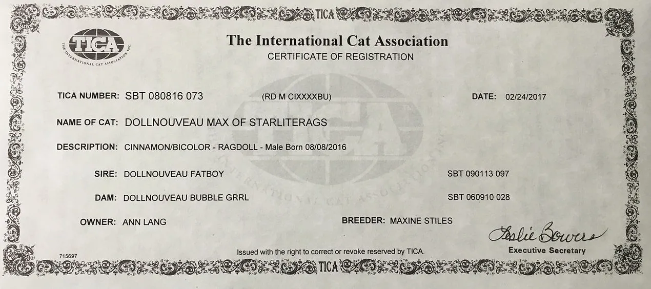 A majestic brown Ragdoll cat with striking eyes, showcasing its plush coat and gentle expression.