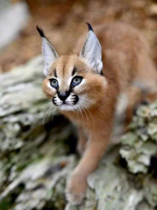 A majestic caracal kitten with distinctive black ear tufts