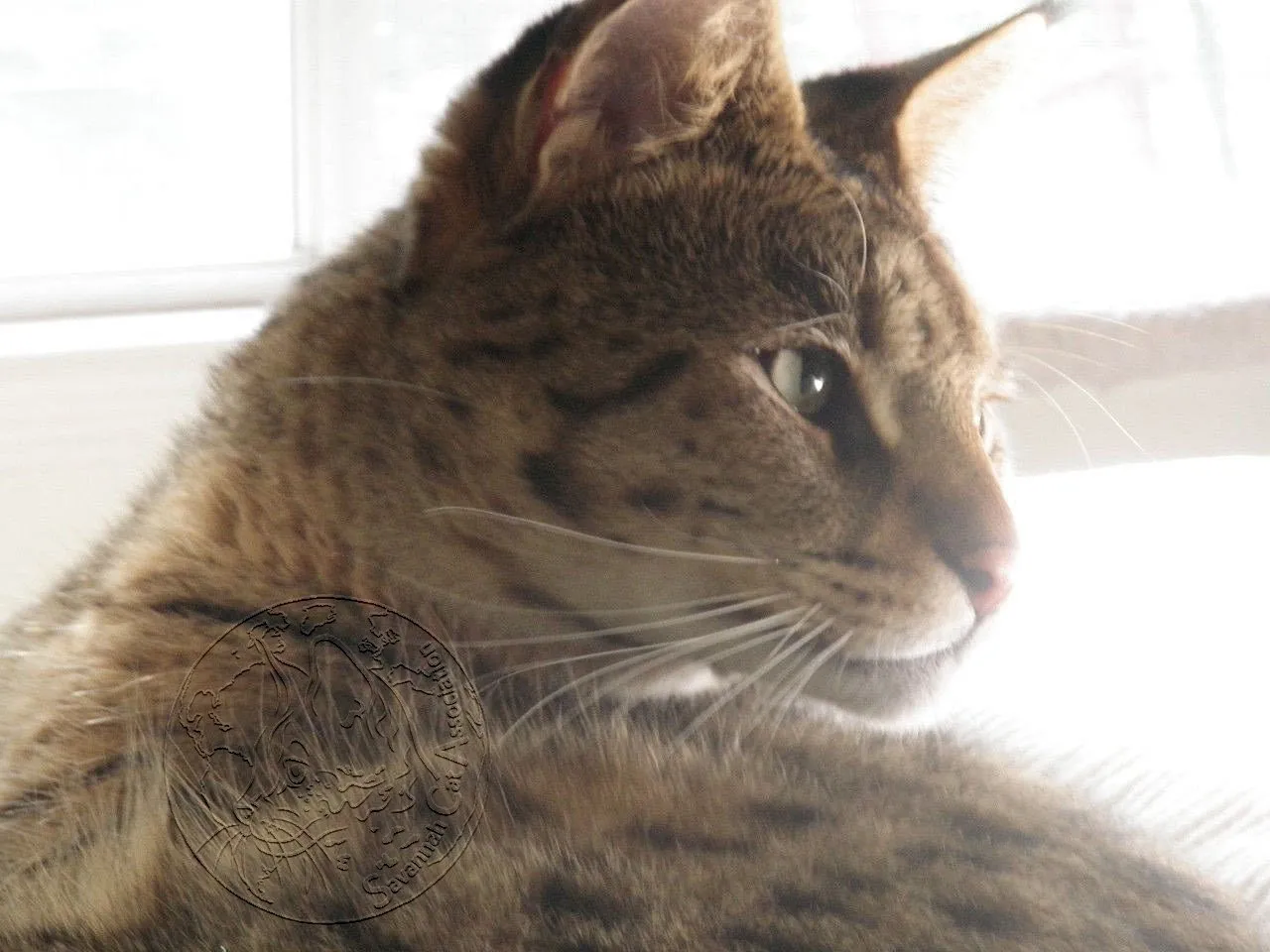 A majestic F3 Savannah kitten showcasing wild serval-like spots and athletic build