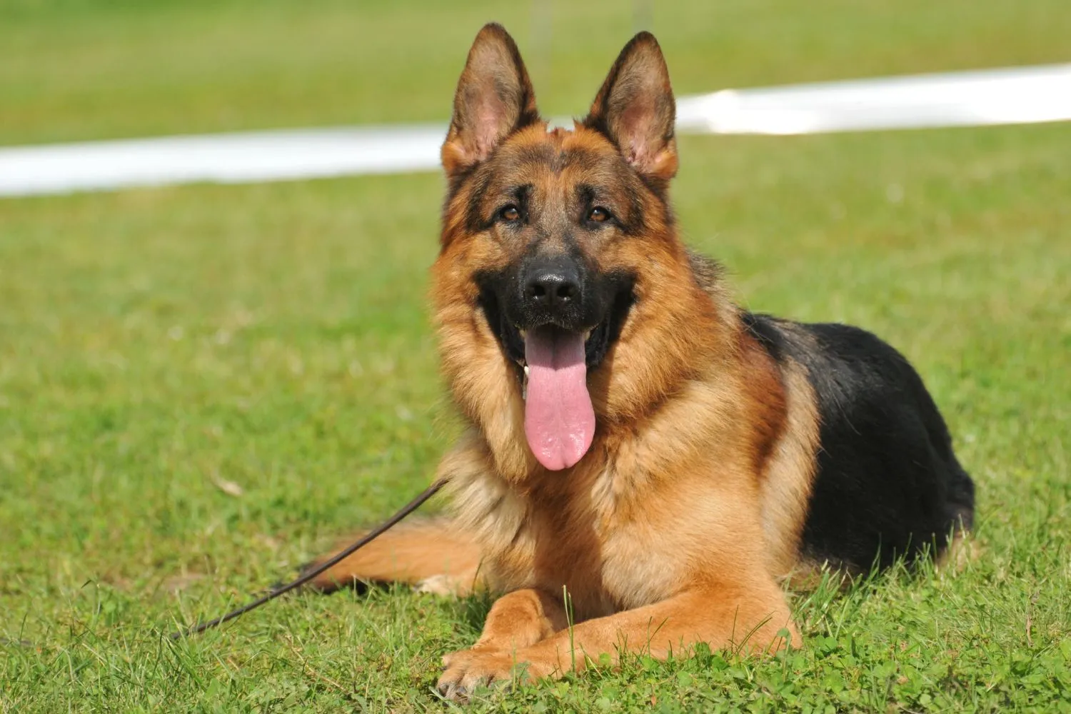A majestic German Shepherd dog sitting calmly, a common service dog breed