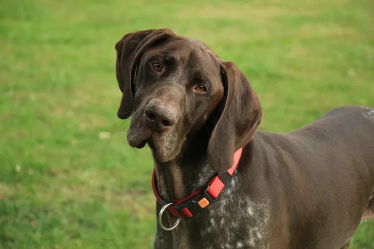 A majestic German Shorthaired Pointer with a focused expression stands outdoors.