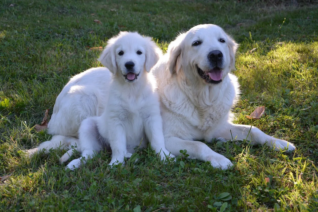 A majestic Golden Retriever puppy sitting alertly in a green field, showcasing its beautiful coat.