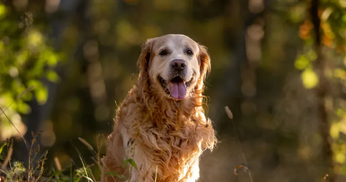 A majestic Golden Retriever with a shiny coat