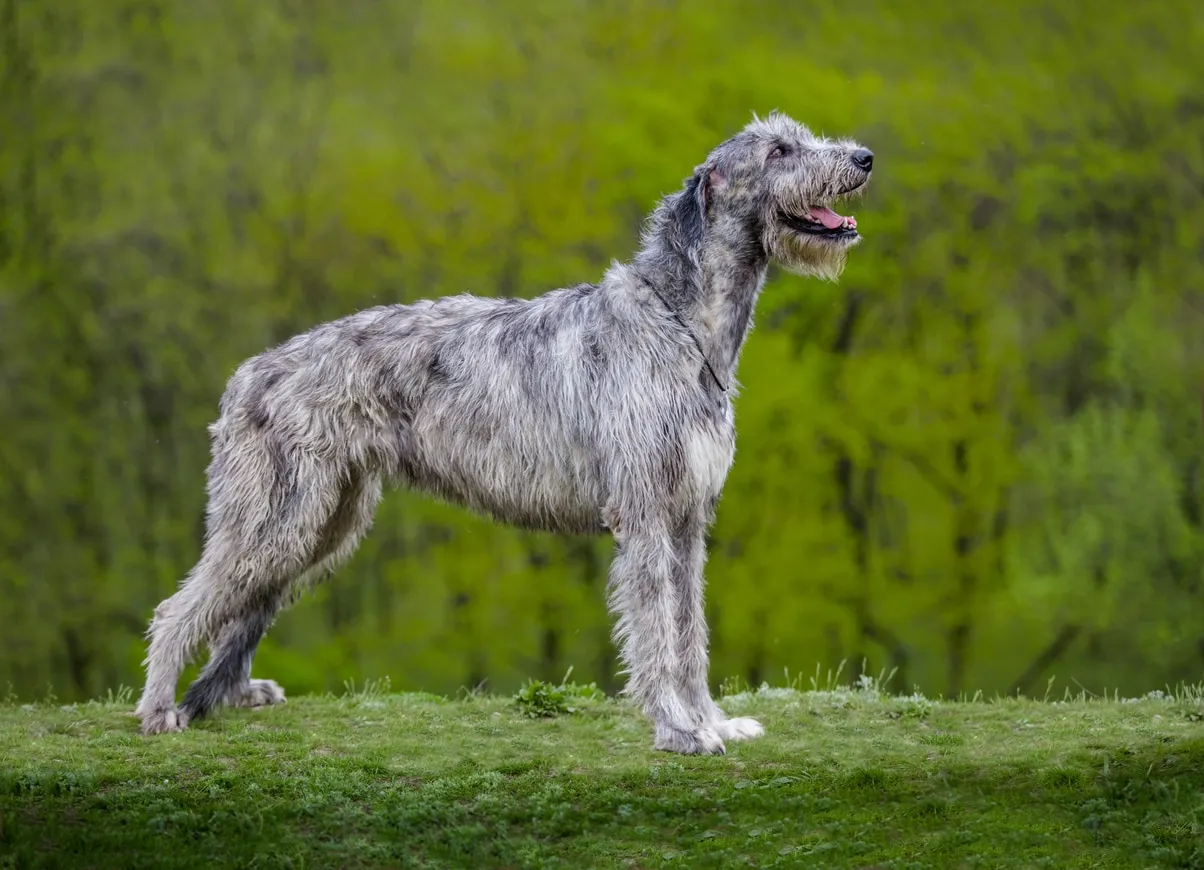 A majestic gray Irish Wolfhound stands alert outdoors, showcasing its impressive height
