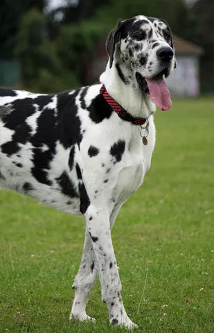 A majestic Great Dane standing calmly, showcasing its large stature and sleek coat