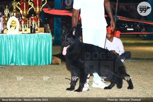 A majestic pure black German Shepherd dog with a long coat.