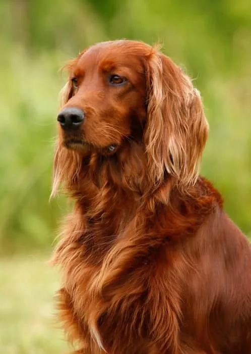 A majestic red Irish Setter standing in a field