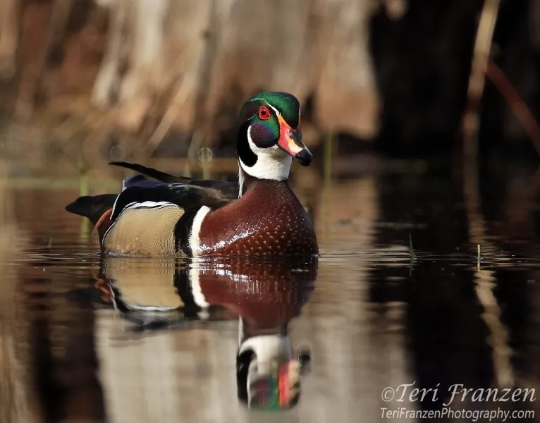 A male Wood Duck, known as a drake, showcasing his vibrant nuptial plumage while gracefully floating on the water.