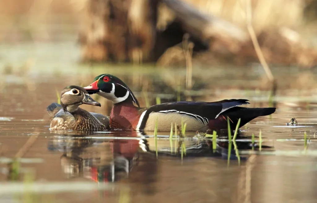 A male Wood Duck lovingly grooms his female mate, a tender display of affection that strengthens their pair bond during the crucial breeding season.