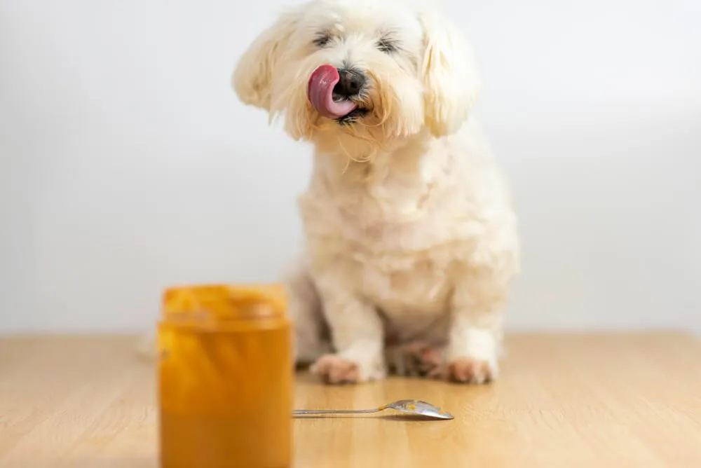 A Maltese dog enjoying a safe human food snack like a carrot or apple slice