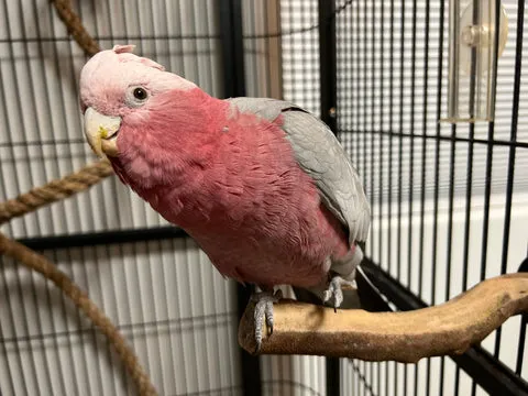 A Manzanita perch featuring a sandy texture along its sides, providing excellent grip and foot health benefits.
