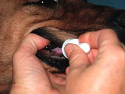 A medicine syringe being emptied into the side of a dog's mouth, within the cheek pouch