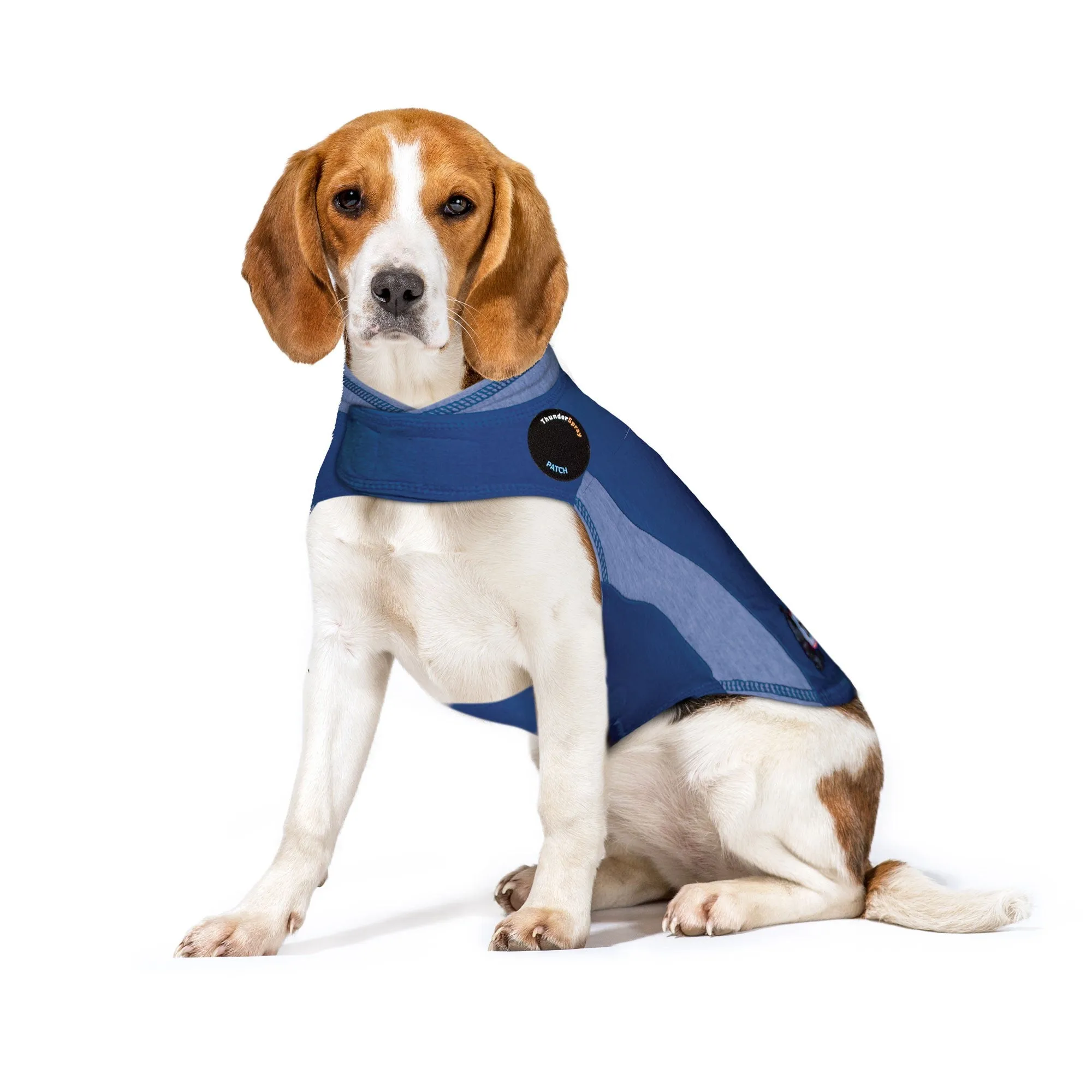 A medium-sized dog in a stylish Blue Polo ThunderShirt, designed to reduce stress