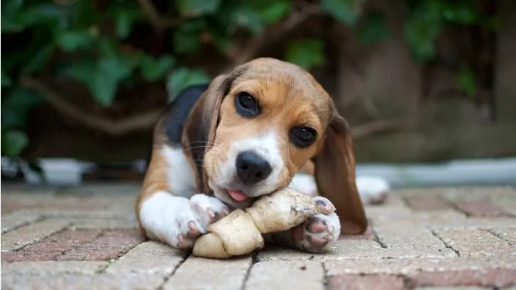 A medium-sized dog looking alertly towards the camera, with a durable rubber chew toy positioned in front of it.