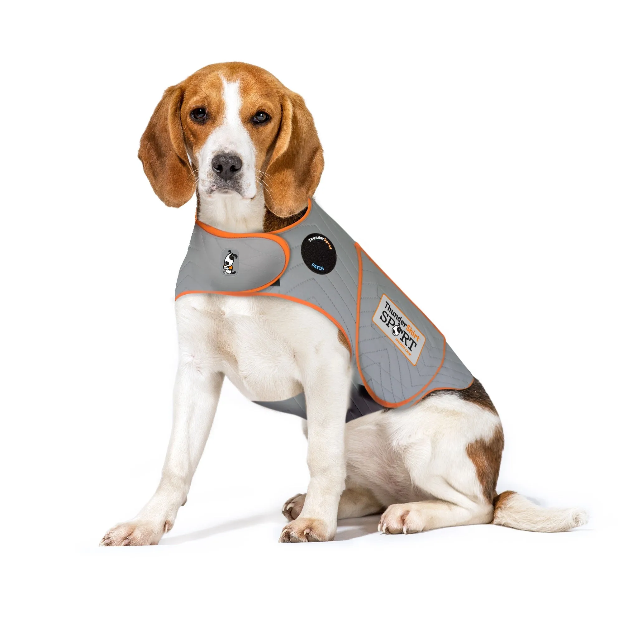 A medium-sized dog wearing a Platinum Sport ThunderShirt