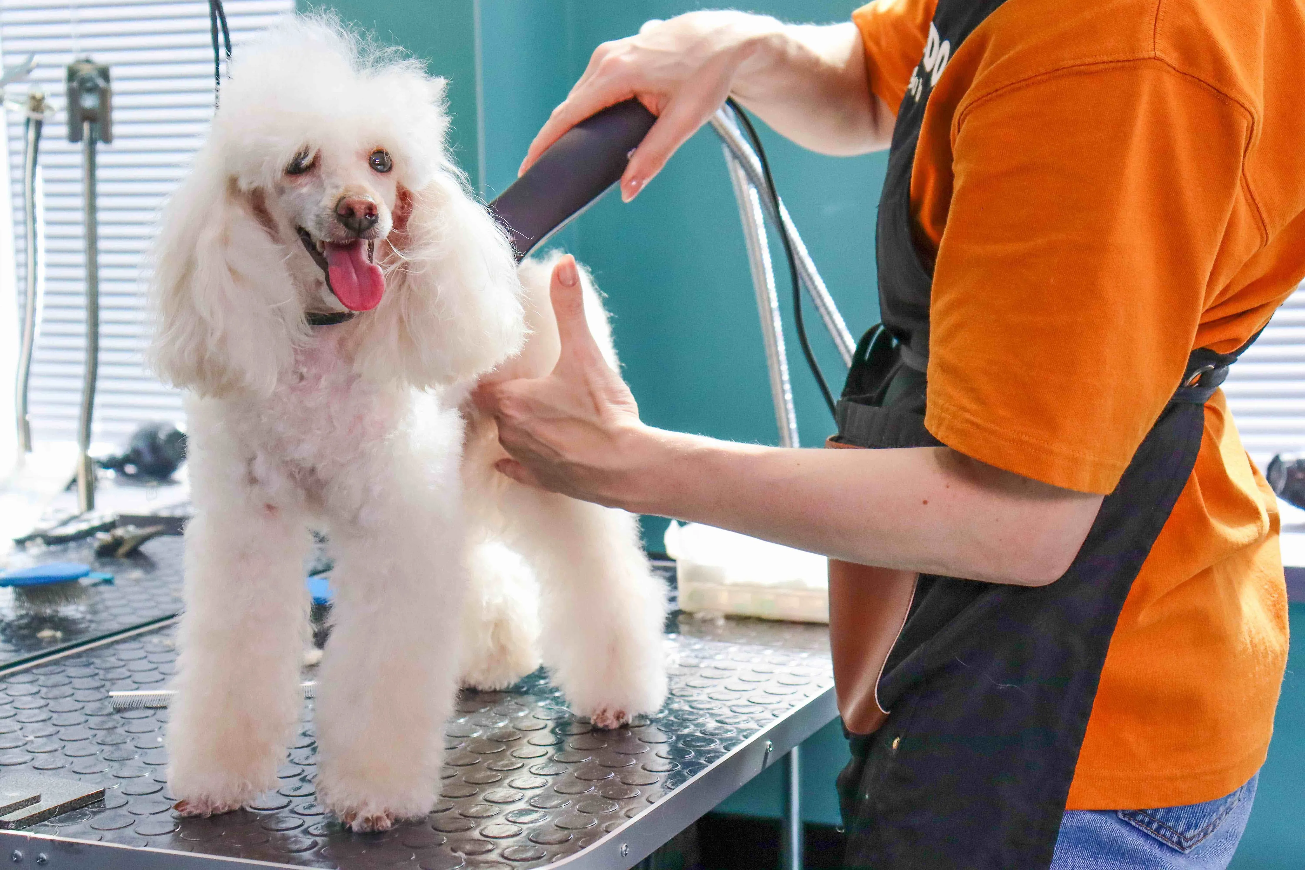 A meticulously groomed white Miniature Poodle sits patiently at a professional grooming salon