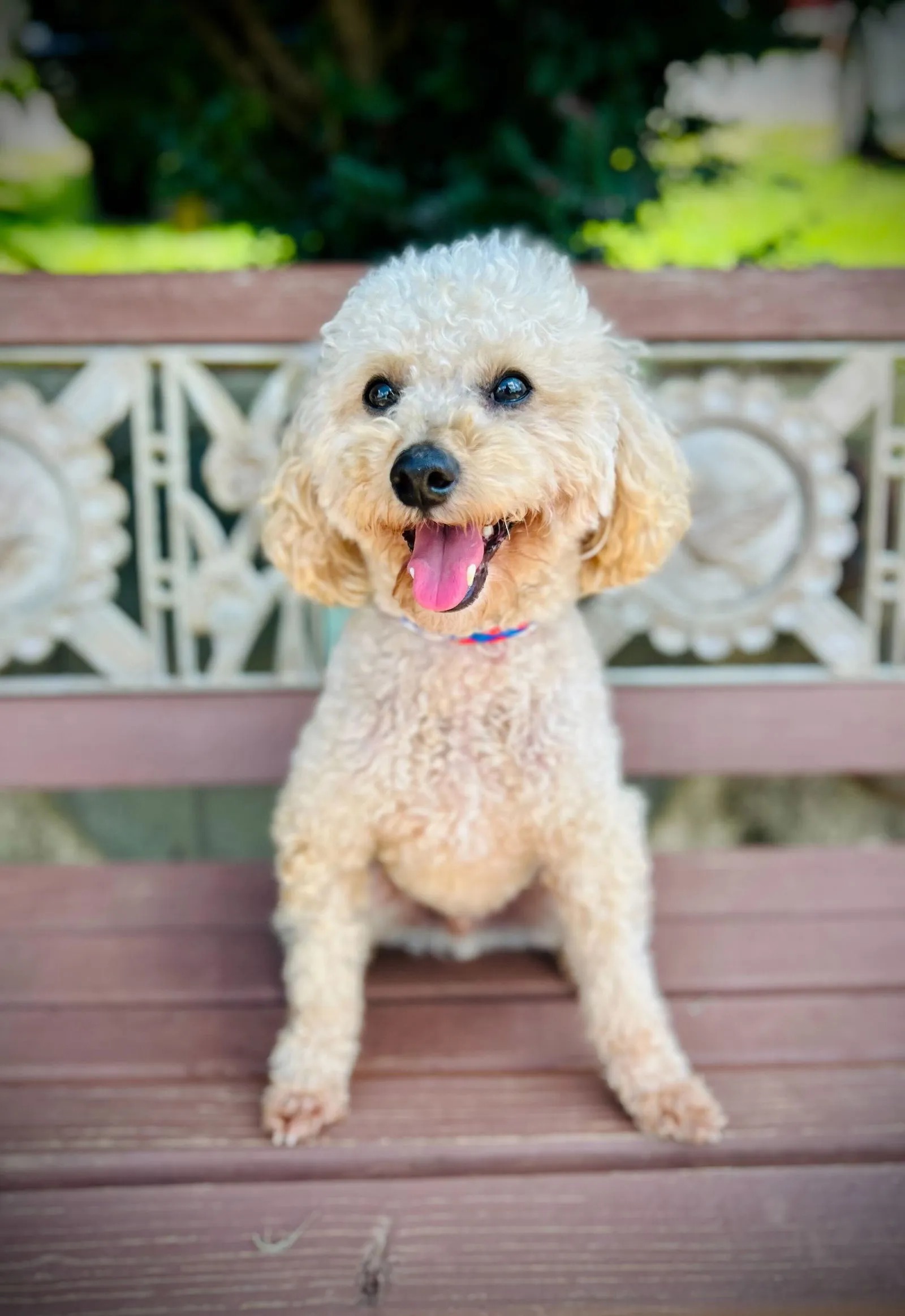 A Miniature Poodle named Rocket, with a medium coat, looking alert and ready for action