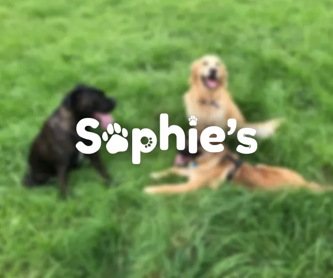 A mock-up of the Sophie's Dog Walking logo, featuring paw prints alongside the name on a backdrop of a dog enjoying a walk.