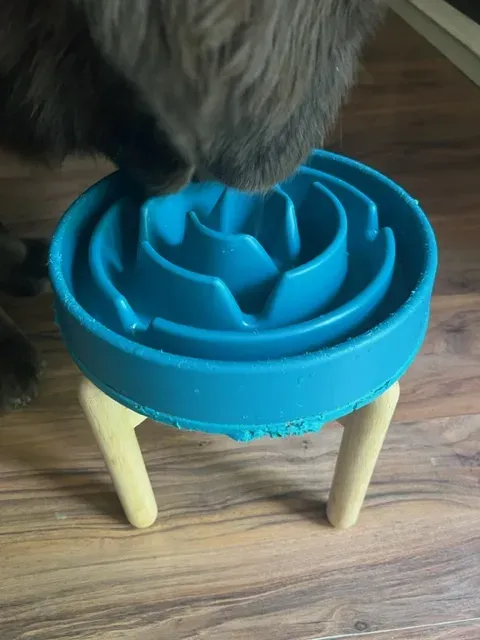 A modern design of a raised slow feeder dog bowl.