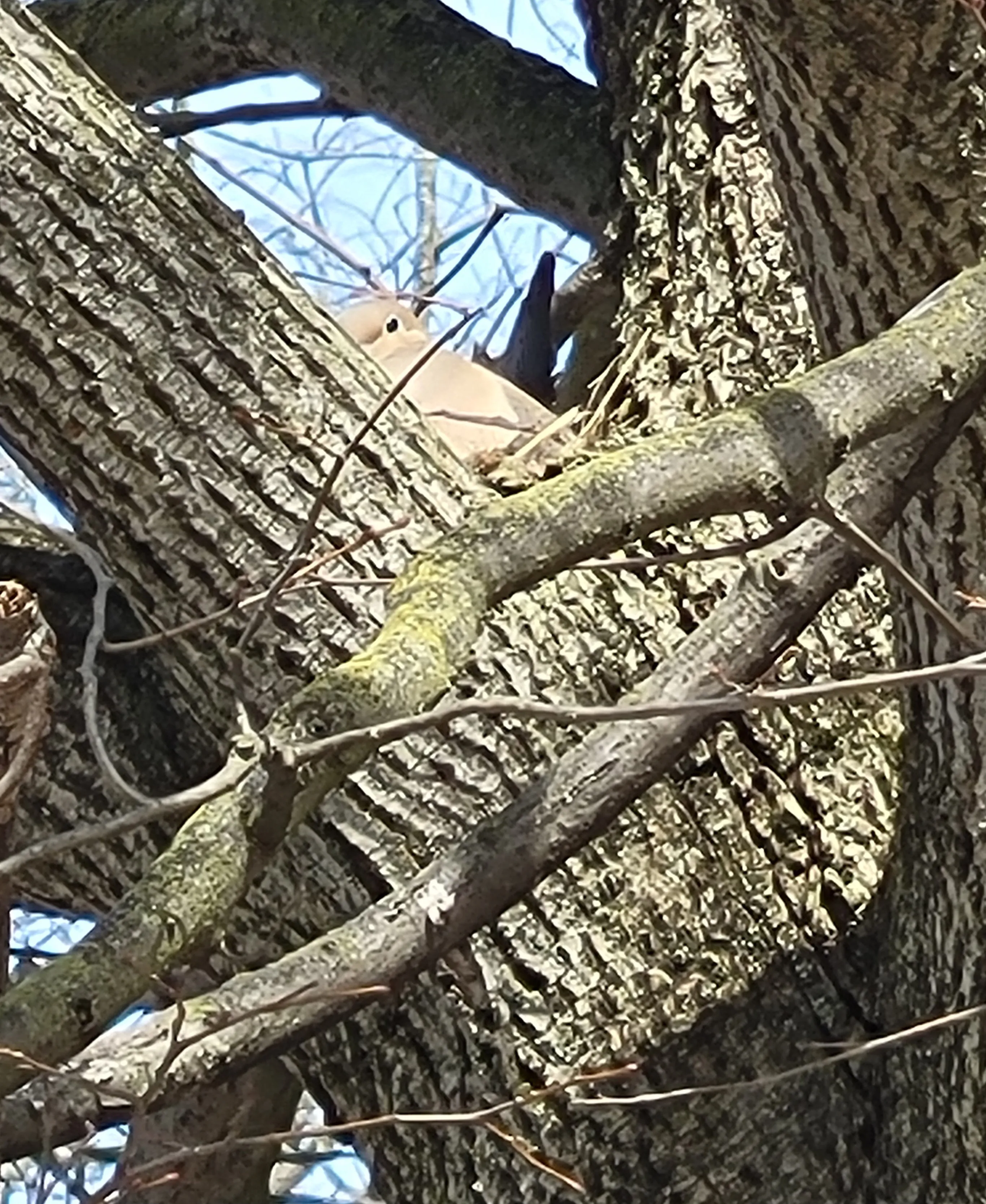 A Mourning Dove on its nest, diligently incubating eggs, a testament to their early breeding season