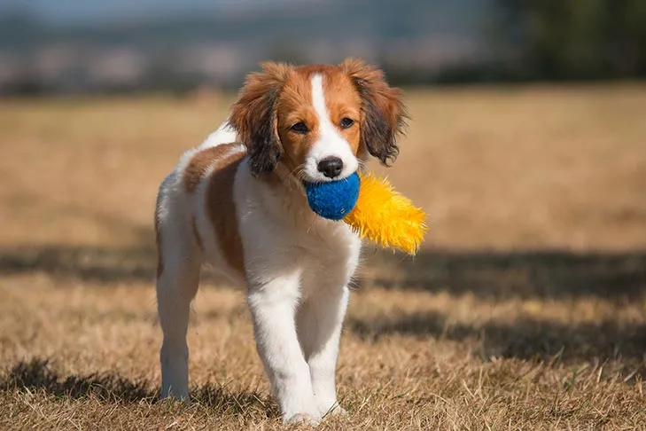 A Nederlandse Kooikerhondje puppy sitting outdoors, holding a small toy in its mouth with a playful expression.