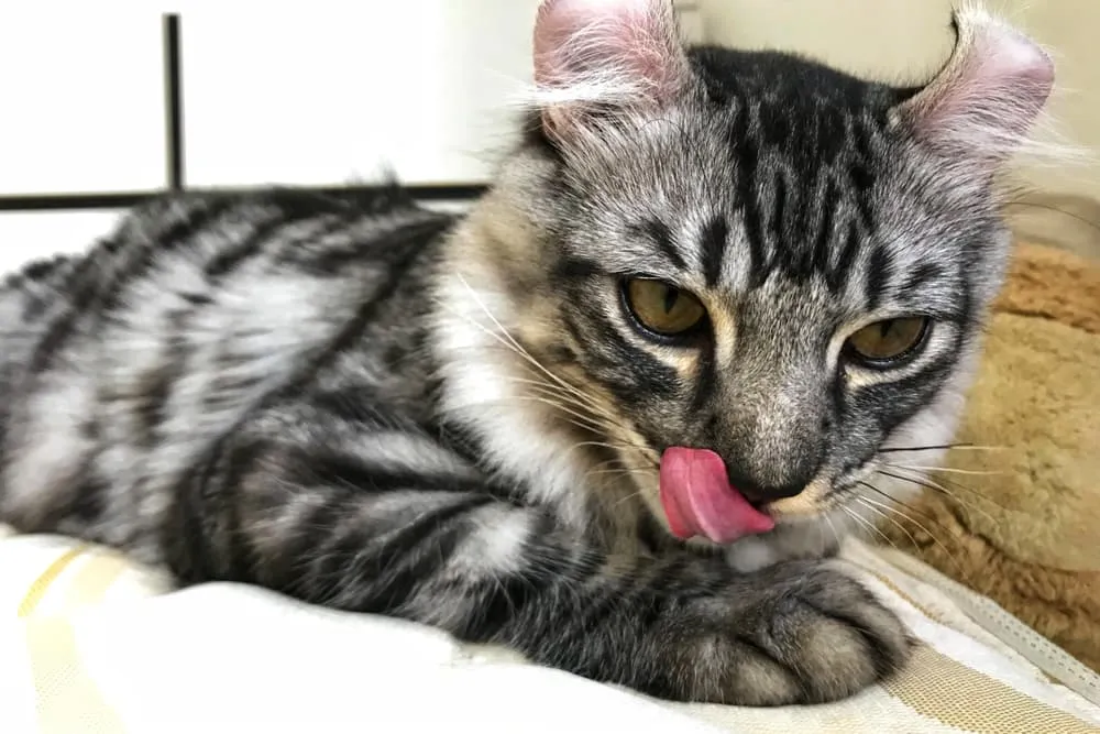 A pair of American Curl cats, one black and white, showcasing their distinctive curled ears