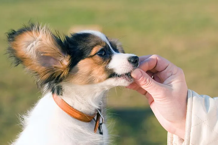 A Papillon puppy gently takes a treat from a human hand.