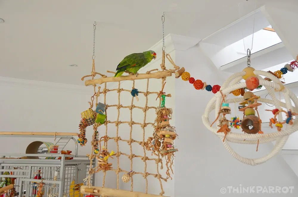 A parrot, Bobbie, actively playing and foraging on a cargo net in an enriched environment, demonstrating the benefits of mental stimulation.