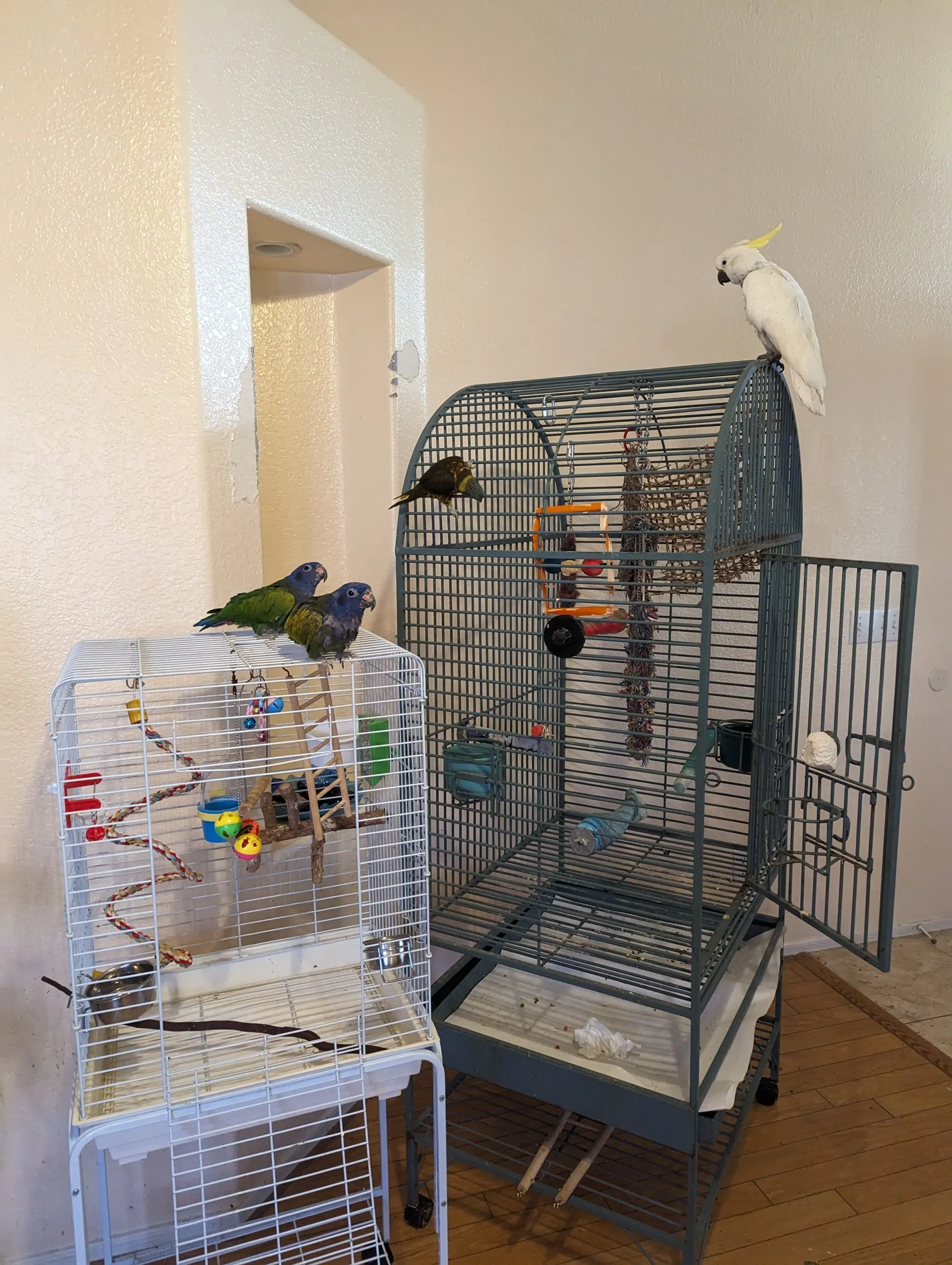A parrot enjoying a piece of fresh fruit, highlighting a healthy diet