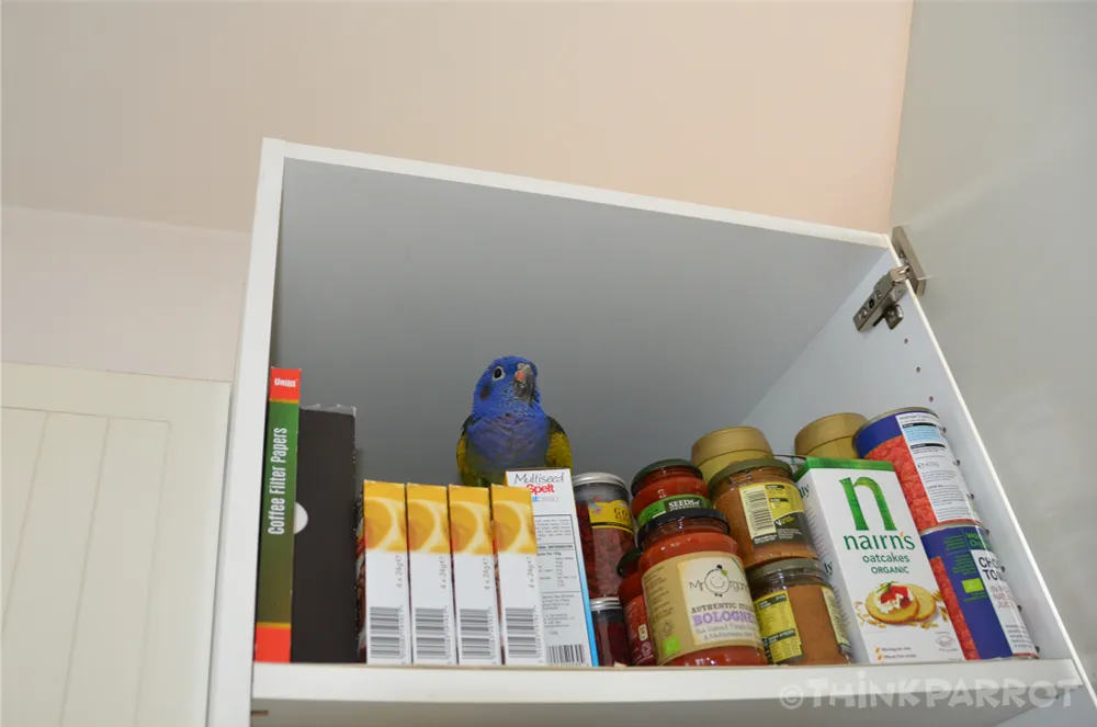 A parrot, Kobe, inside a cupboard, displaying body language that warns against approaching, indicating resource guarding behavior within a perceived nesting site.
