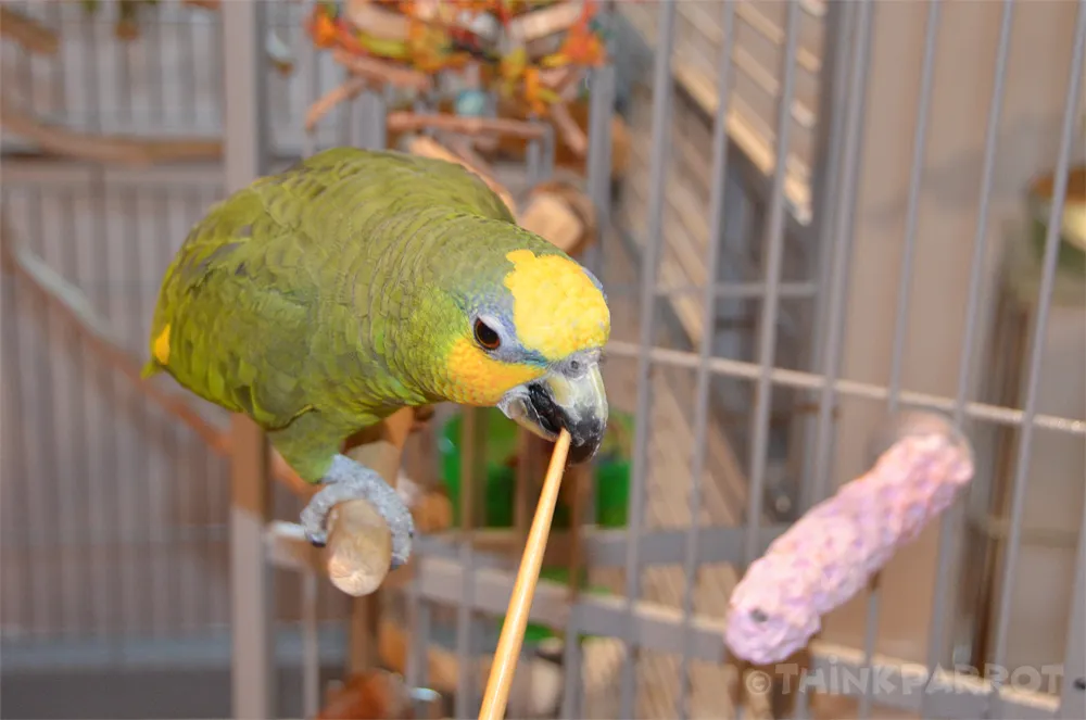 A parrot named Ollie engaging in target training by touching the end of a chopstick with its beak, an effective positive reinforcement technique.