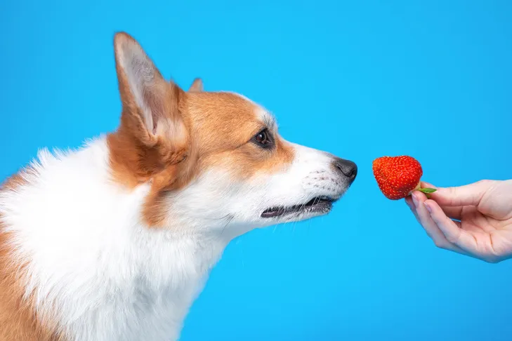 A Pembroke Welsh Corgi puppy sniffing curiously at a vibrant red strawberry on a blue background.