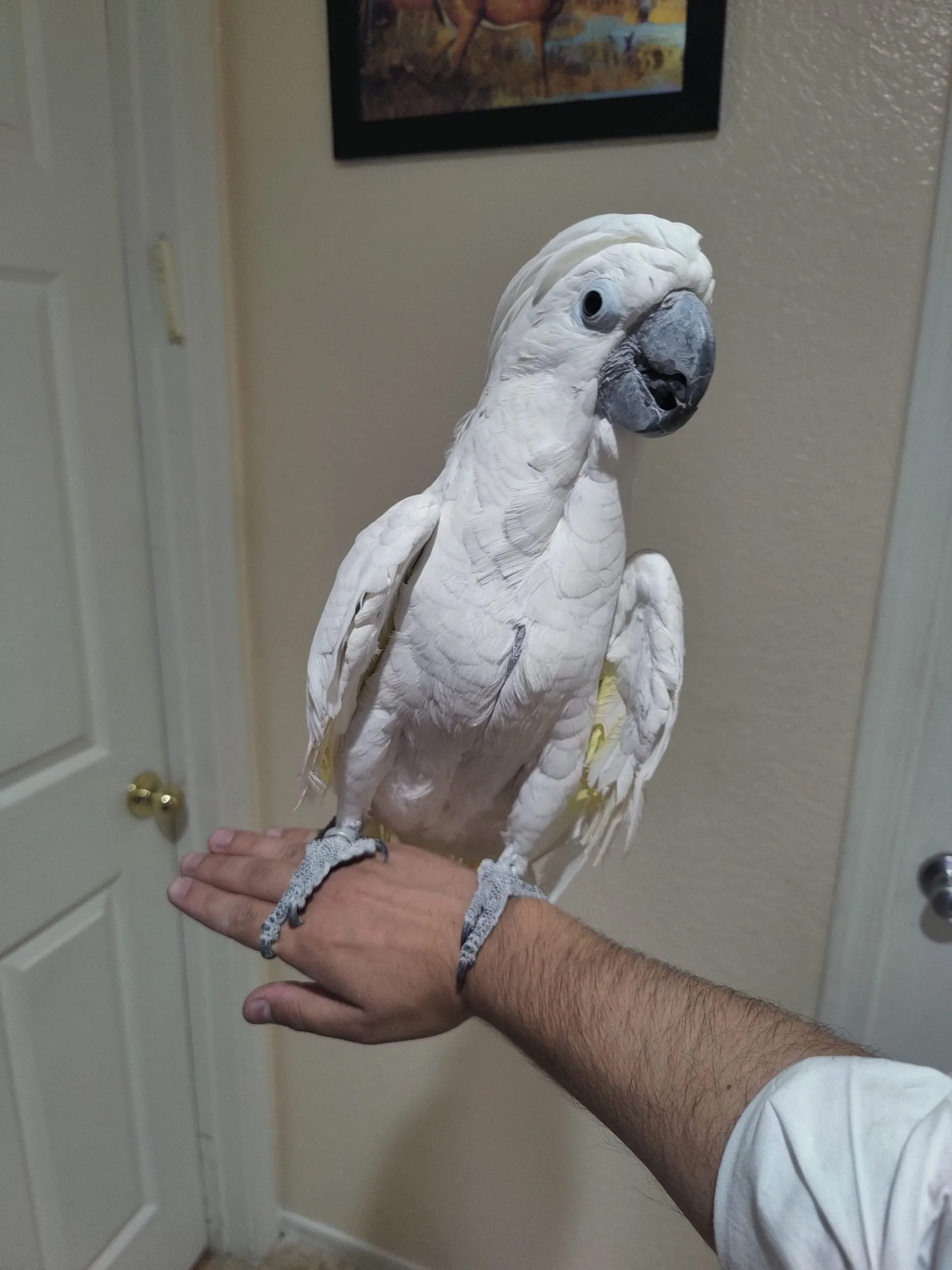 A person affectionately petting a parrot, illustrating the positive bond from adoption