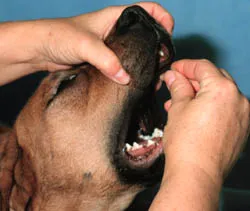 A person carefully placing a small pill far back on a dog's tongue