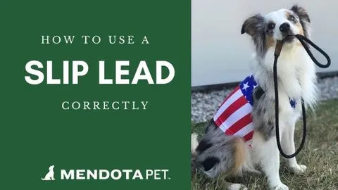 A person demonstrating how to properly hold and apply a slip lead to a dog's neck