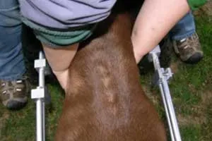 A person expressing the bladder of a disabled dog comfortably supported in a dog wheelchair