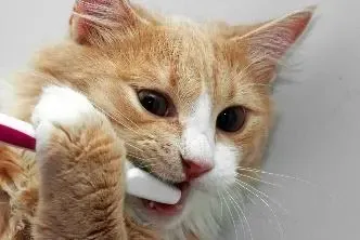 A person gently brushing a cat's teeth with a pet-specific toothbrush and toothpaste, demonstrating proper home dental care