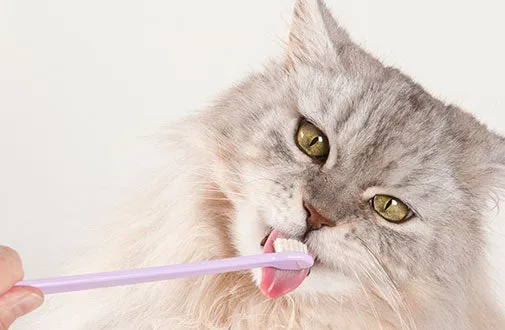 A person gently brushing a cat's teeth with a small, cat-specific toothbrush and toothpaste, an essential part of cat dental care.